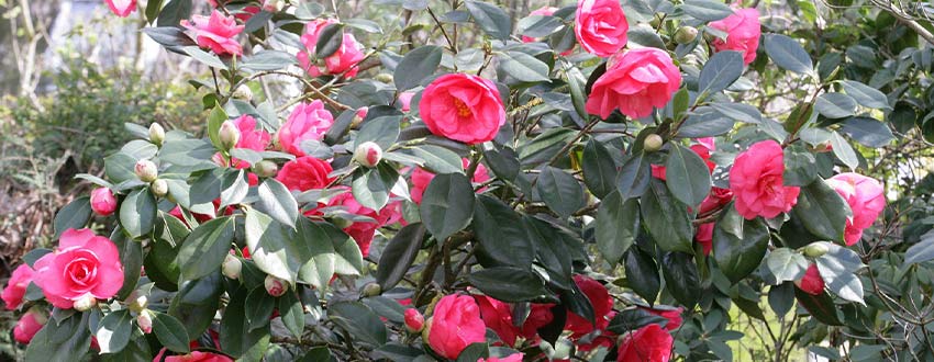 camelia japon