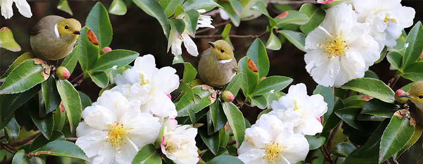 branche camelia