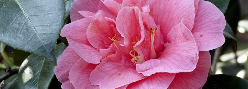 camélias roses