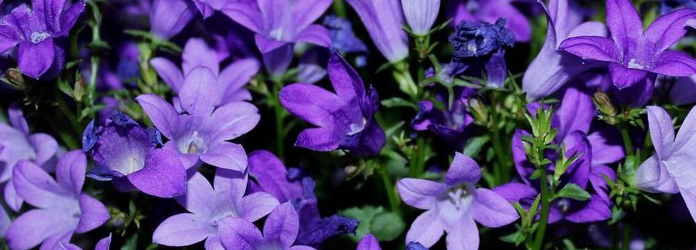 campanule variete
