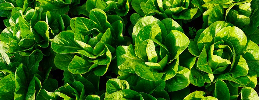 salades