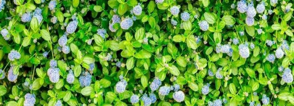 lilas de californie