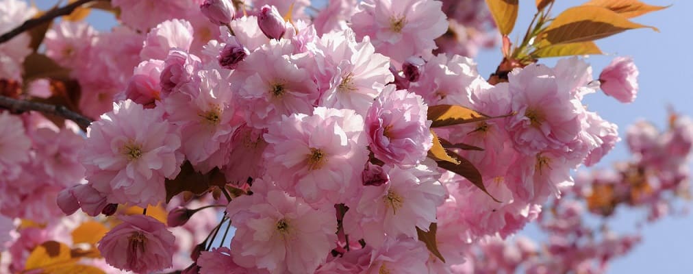 cerisier en fleurs