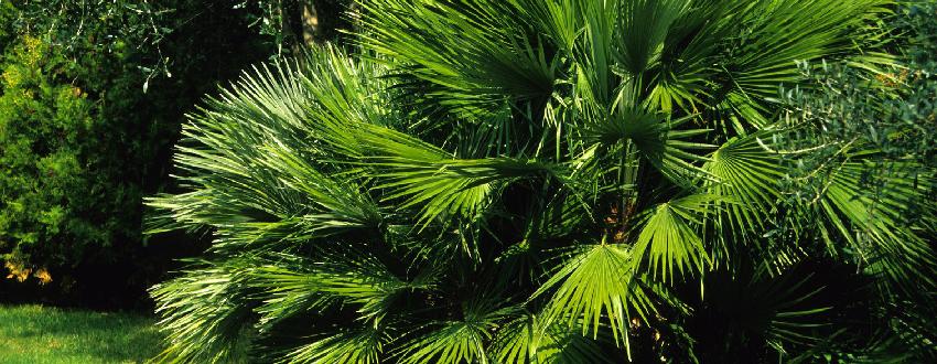 Chamaerops humilis : plantation, arrosage et entretien