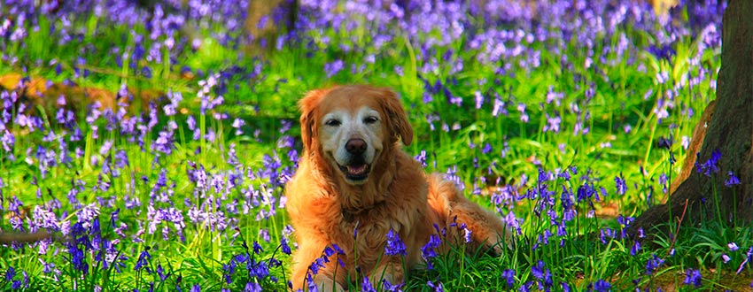 chien fleurs