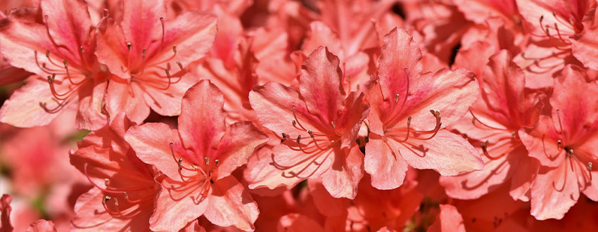 Rhododendrons