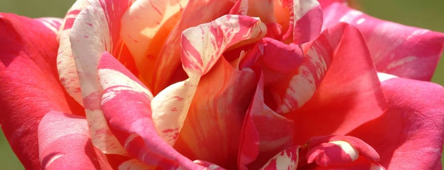 rosiers roses