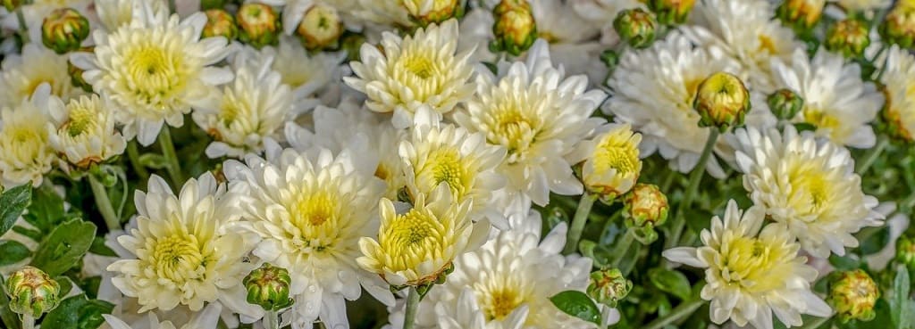 fleurs d'automne