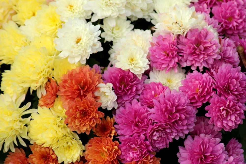chrysanthème