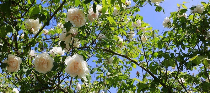 taille du rosier selon variété