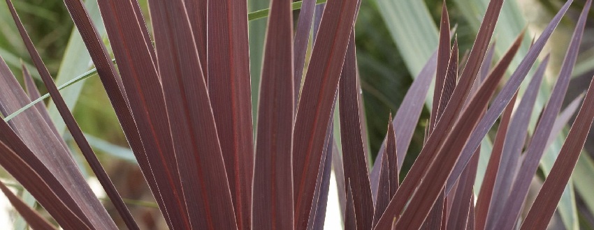 Cordyline : variétés, plantation et entretien