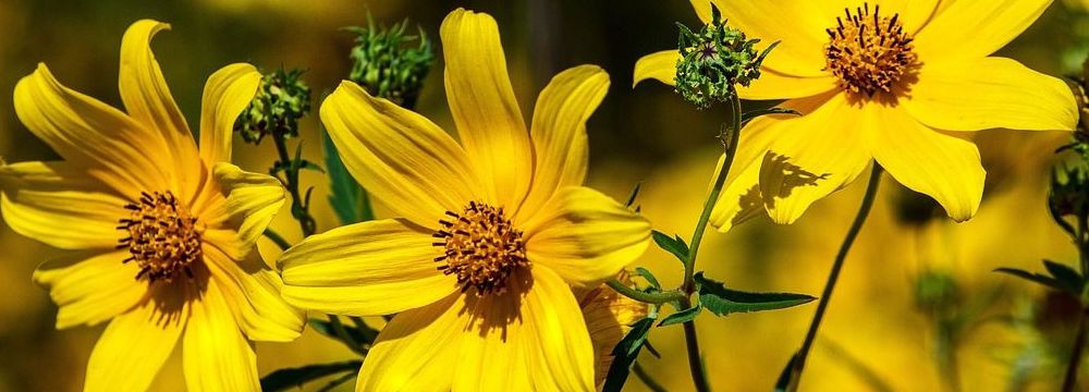 coreopsis