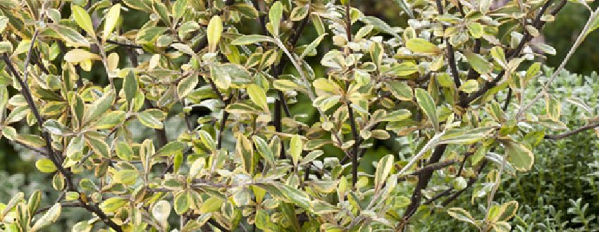 Corokia : variétés, plantation et entretien