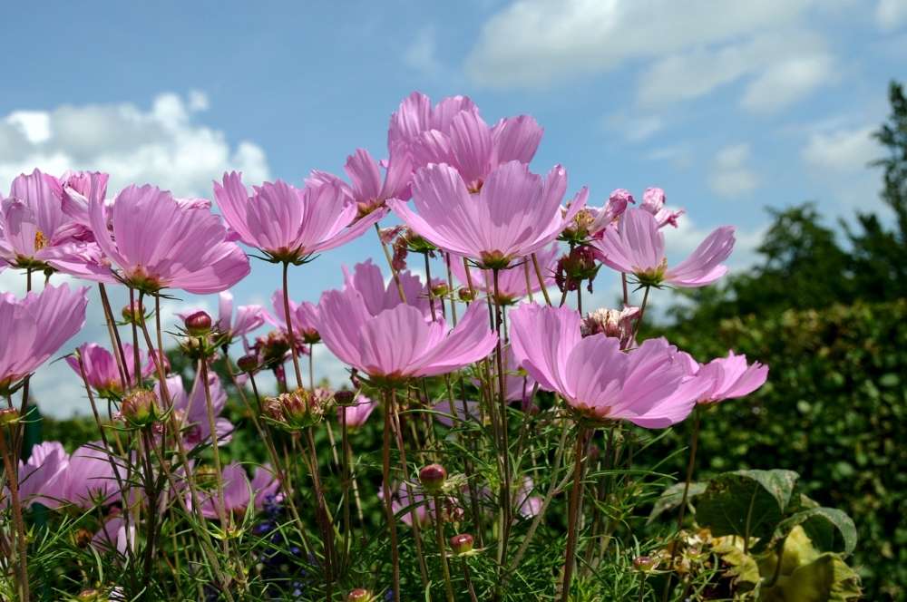 cosmea plantation