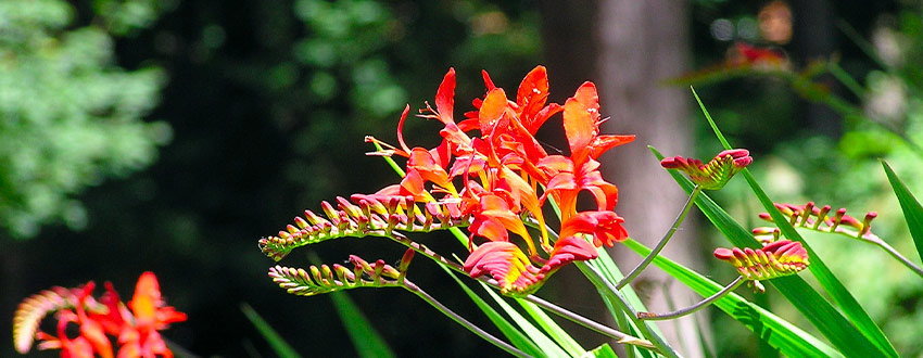 plante crocosmia
