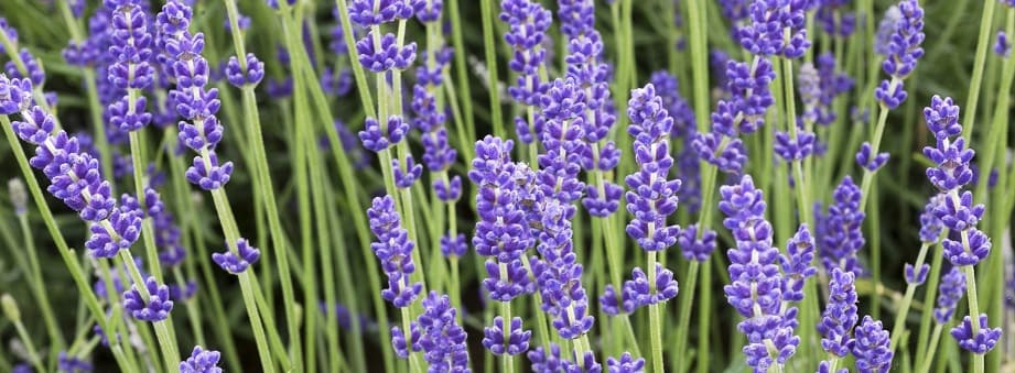fleurs de lavande