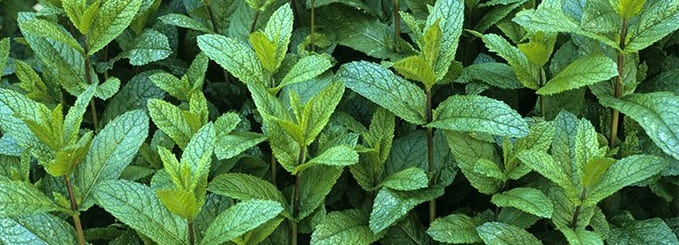 culture menthe