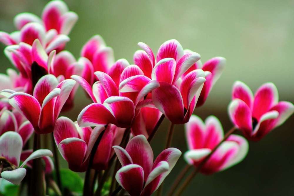 Entretien, culture et plantation du cyclamen 