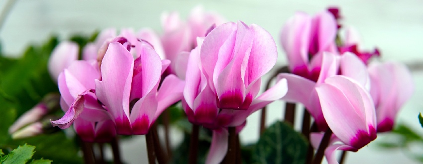 Conseils pour le traitement des maladies du cyclamen 