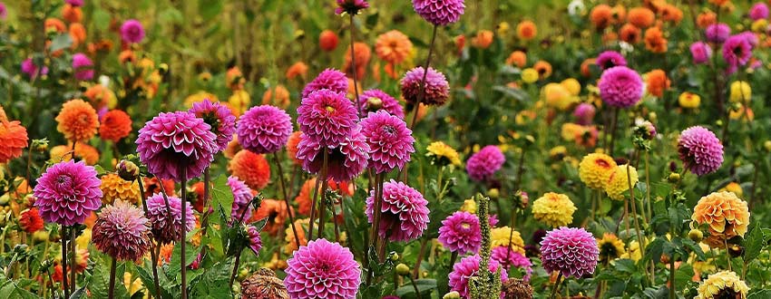 Dahlias