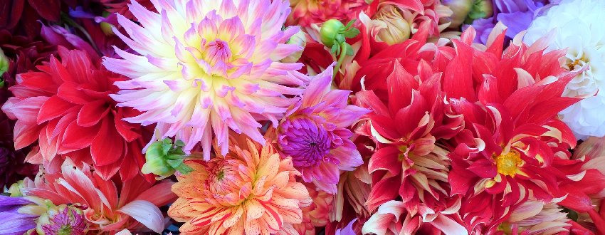fleurs de dahlia