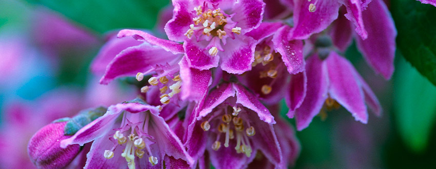 Deutzia rose