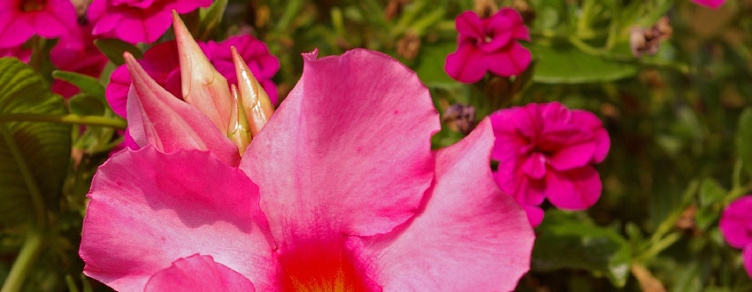 dipladénia rose