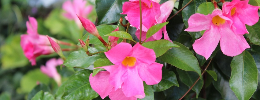 fleurs dipladenia