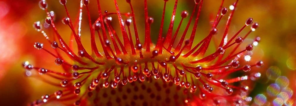 droséra plante carnivore