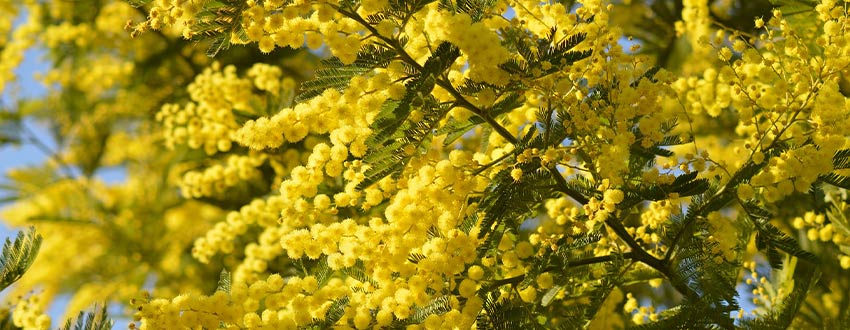 Branches mimosa