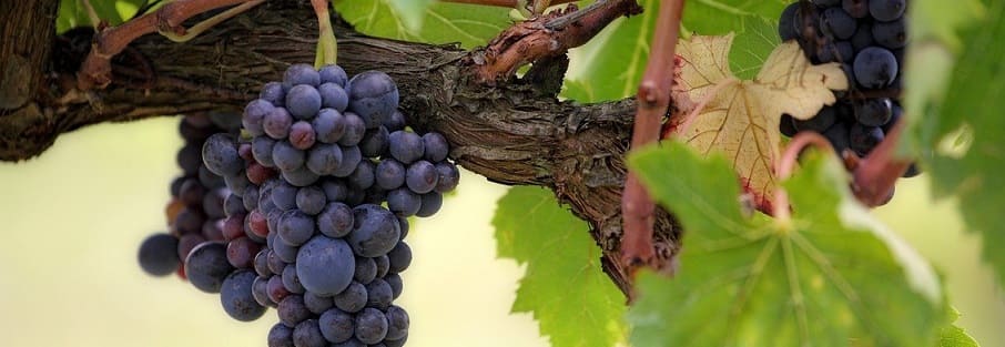 cultiver raisin