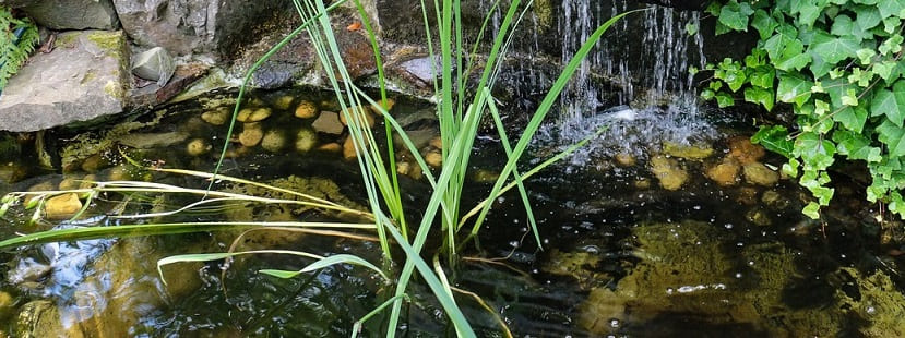 entretien bassin