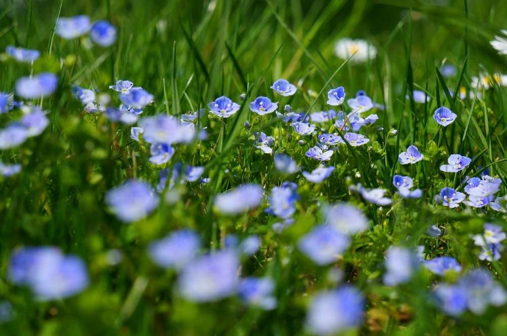 Plantation, variétés et entretien des myosotis