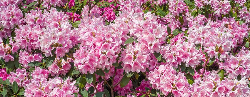 Rhododendron rose