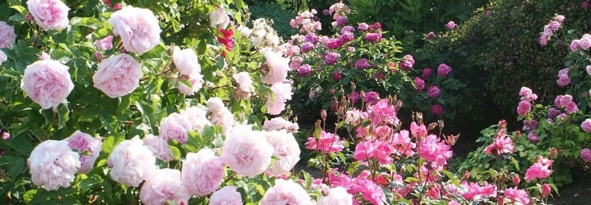 entretien roses