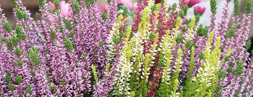 erica gracilis bruyere