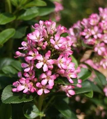 escallonia laevis