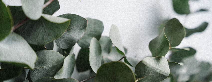 eucalyptus branches