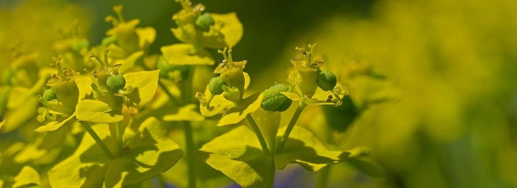 euphorbe floraison