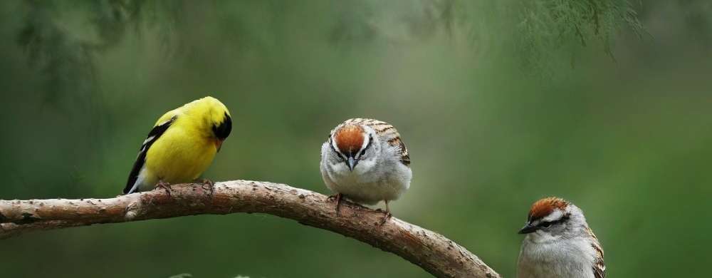 faire fuir les oiseaux du jardin