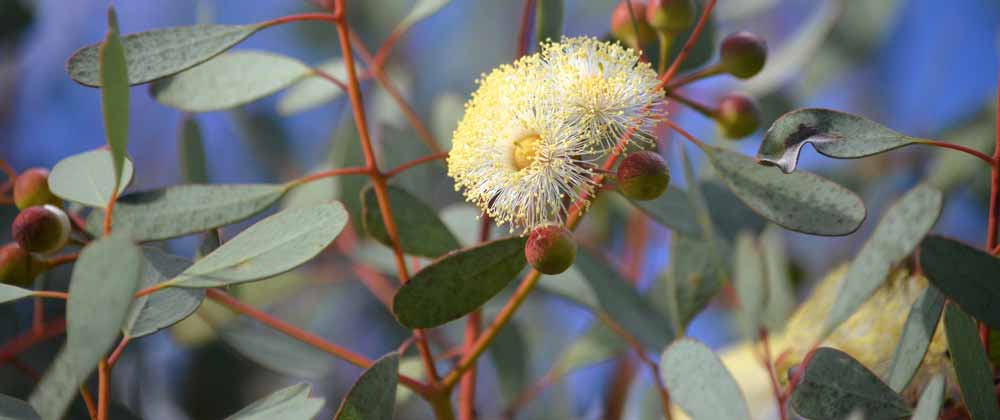 eucalyptus plantation