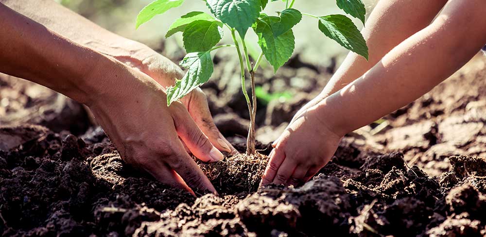 Planter des arbres 