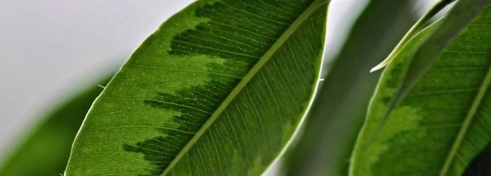 ficus varietes plantation