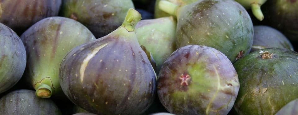 figuier fruits