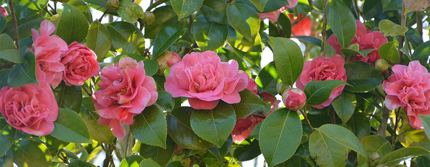 arbuste camelia