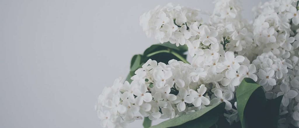 fleurs pour la maison