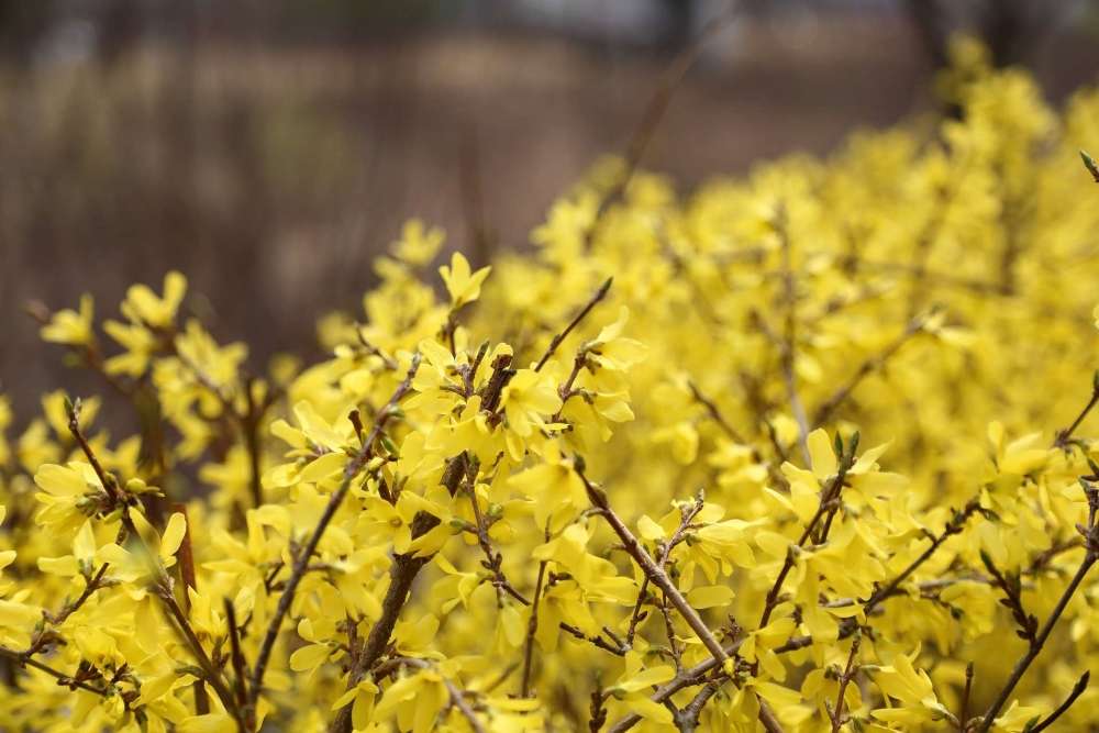 forsythia