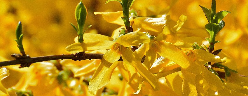 forsythia plante