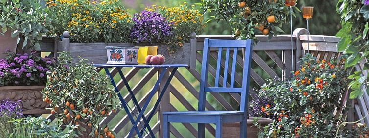 fruitiers pour balcon