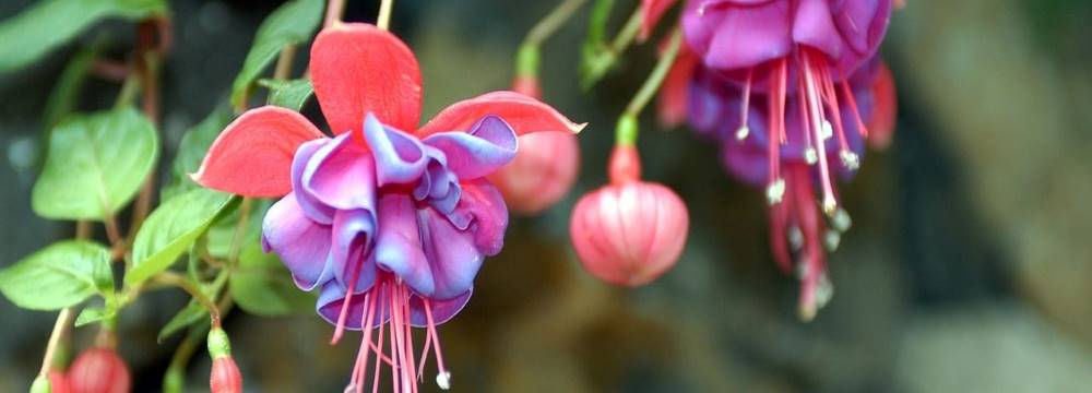 fuchsia varietes